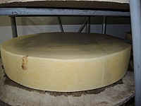 Leupholz_06.jpg